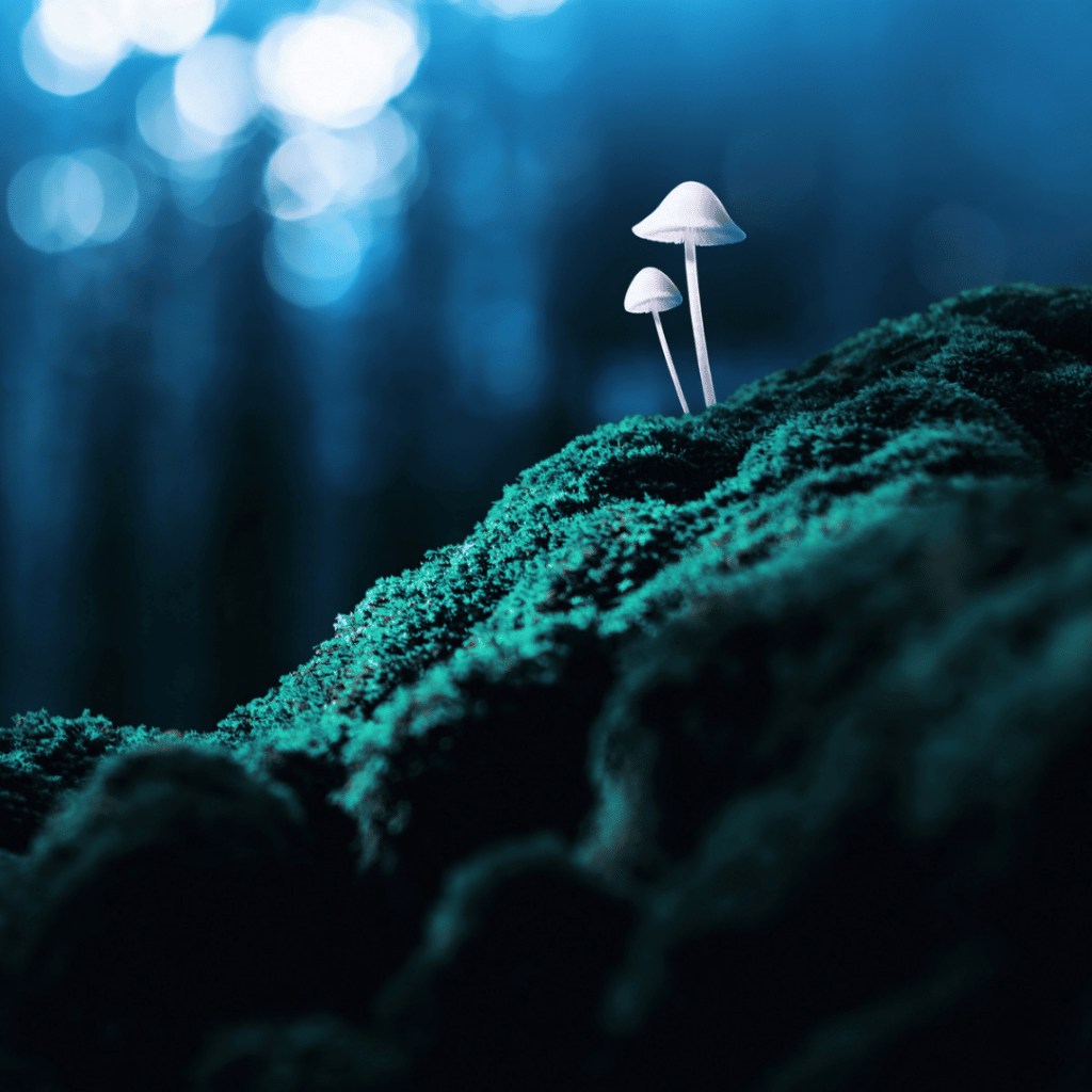 mushrooms, tiny, growing on a mossy terrain in a forest.